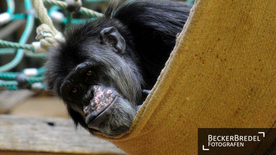 Schimpanse im Saarbrücker Zoo
