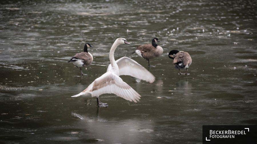 Wasservögel auf dünnem Eis